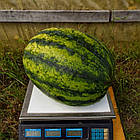 Кавун Сенсей F1 Sakata/Японія 10 шт (zip-paket), фото 4