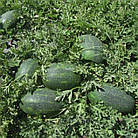 Кавун Меліна F1 (суперранній) Clause 10 шт (zip-paket), фото 2