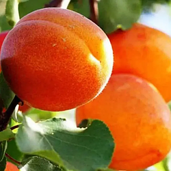 Абрикос 3-х річний Харгранд (пізній)