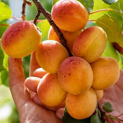 Абрикос "Шедевр" (літній сорт, середній термін дозрівання), фото 1