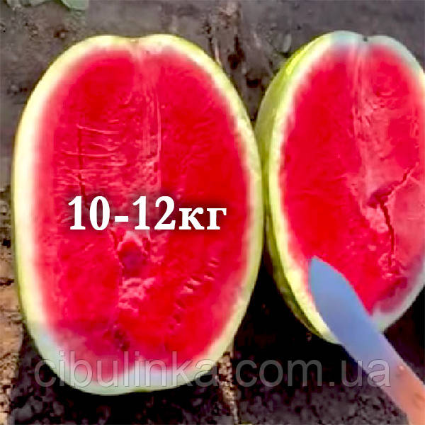 Кавун Карістан F1 Syngenta/Нідерланди 10 шт (zip-paket), фото 1