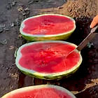 Кавун Карістан F1 Syngenta/Нідерланди 10 шт (zip-paket), фото 3