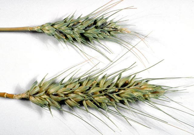 Tilletia indica Mitra