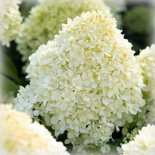 Гортензія волотиста Коттон Крем (Cotton Cream), фото 1