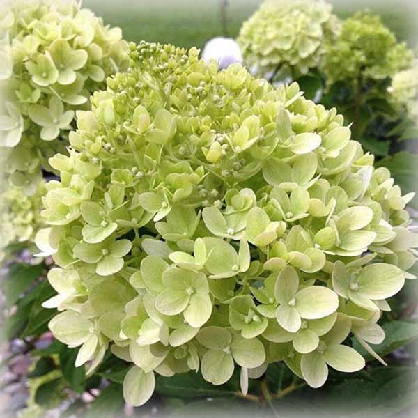 Гортензія волотиста Літл Лайм (Little lime), фото 1