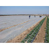 Агроволокно Щільність 30г/кв. м Біле AGREEN (2.1м х 100м), фото 6