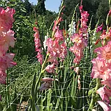 Сітка шпалерна біла Agreen квіткова 1,2х100 м (10х10), фото 5