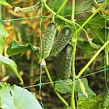 Сітка шпалерна в рулоні 1.7х500 м, фото 4