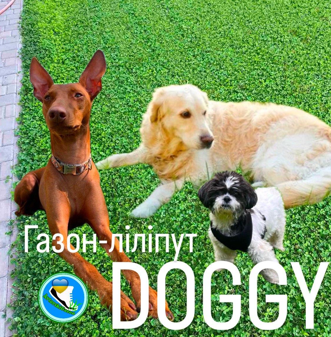 1кг ігровий газон ліліпут DOGGY це СПОРТ міні+ мікро конюшина біла витривала Доггі насіння, фото 1