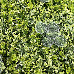 Самшитовий газонний килимок для фітостін, 40 × 60 см.