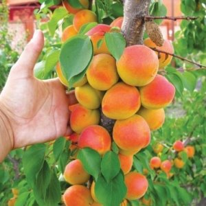 Абрикос колоновидний Компакта (для вирощування на невеликих ділянках)