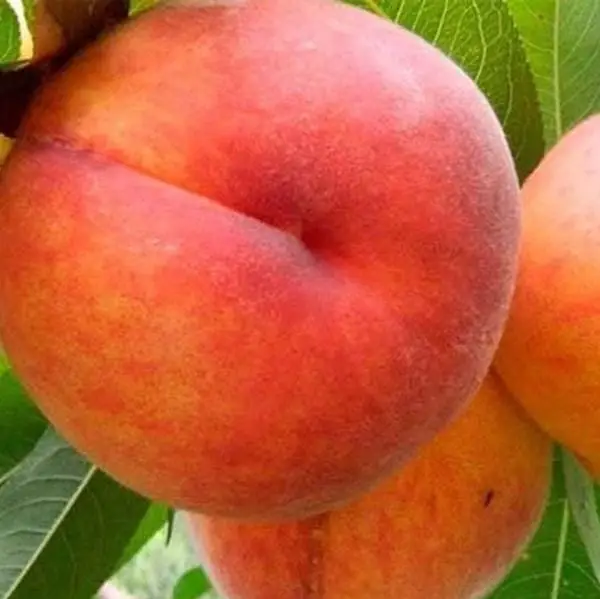 Персик 3-х річний "Онтаріо" (ранній термін дозрівання), фото 1