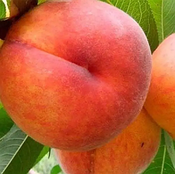 Персик 3-х річний "Онтаріо" (ранній термін дозрівання)