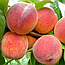 Персик "Ред Хевен" (літній сорт, середній термін дозрівання), фото 2