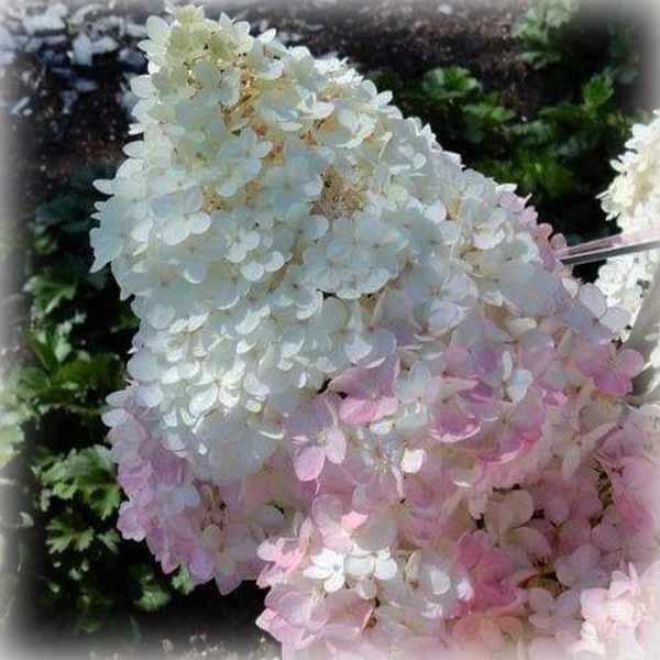 Гортензія волотиста Меджікал Андс (Magical Andes) на штамбі, фото 1