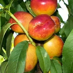 Ексклюзив! Нектарин жовтий "Спокуса"