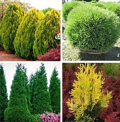 Саджанці Туї