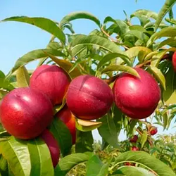 Нектарин "Леді Еріка" (пізній термін дозрівання)