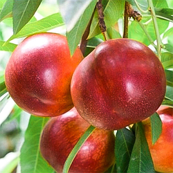 Нектарин "Ред Голд" (середній термін дозрівання)