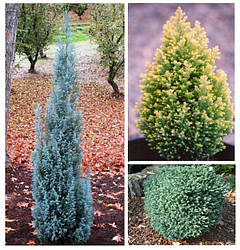 Саджанці Кіпарисів