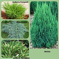 Саджанці Ялівця