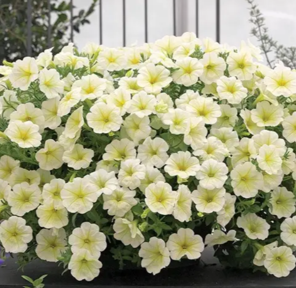Петунія Opera Supreme F1 Lemon 3 шт, фото 1
