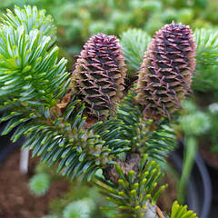 Саджанці Ялиці