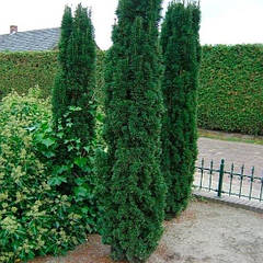 Саджанці Тису