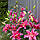 Лілія Махрова Roselily Elena 18/20, фото 3