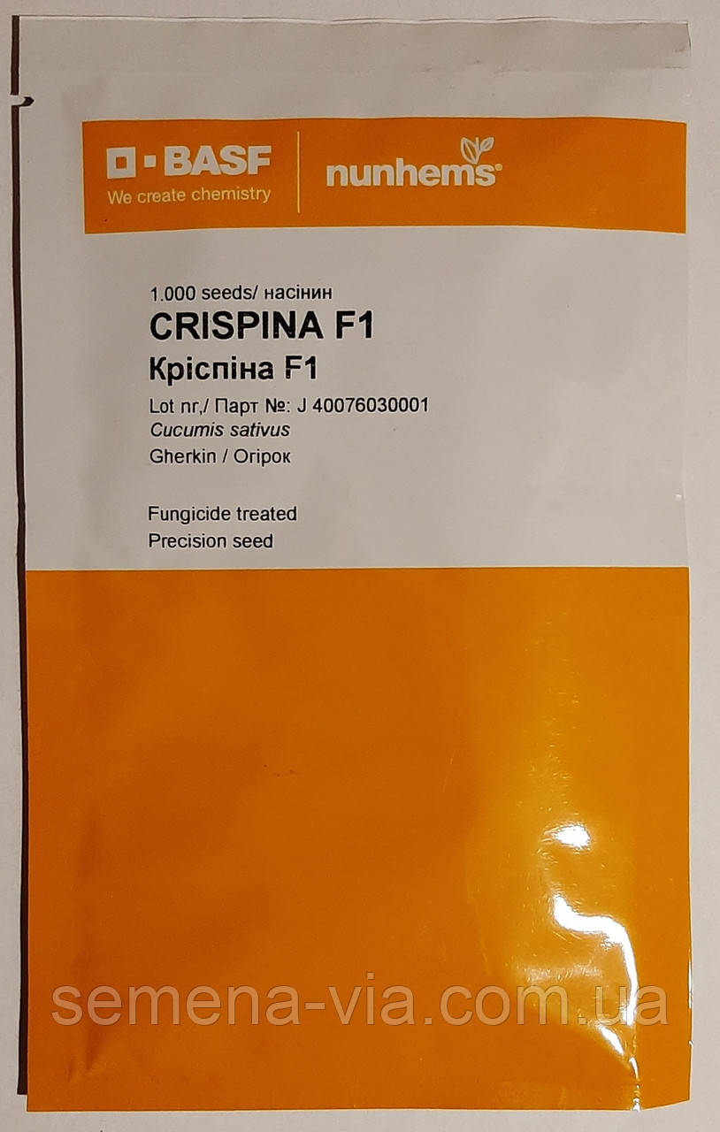 Огірок Кріспіна F1 BAFS nunhems (1000 насінин) Голандія