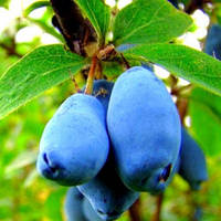 Жимолость 2-річна "Аврора" (дуже солодкі ягоди, які не осипаються)