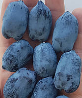 Жимолость 2-річна "Ассоль" (ранній, великоплідний сорт)