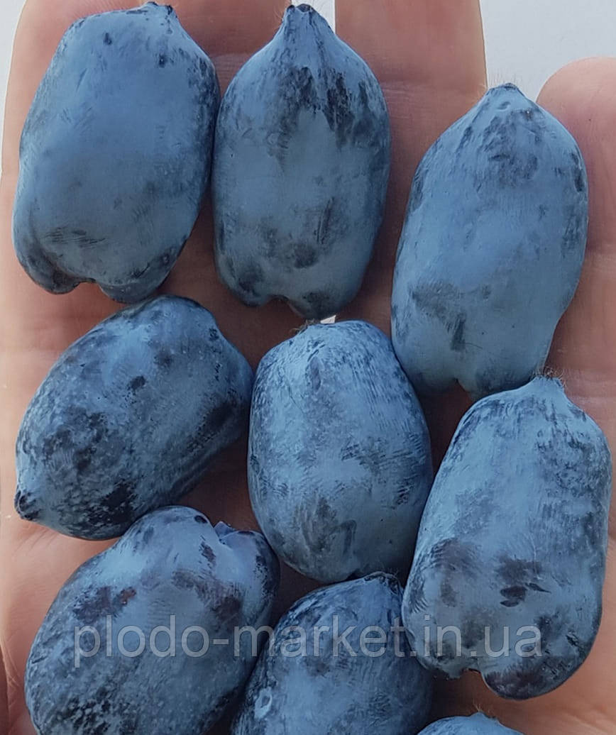 Жимолость 2-річна "Ассоль" (ранній, великоплідний сорт), фото 1