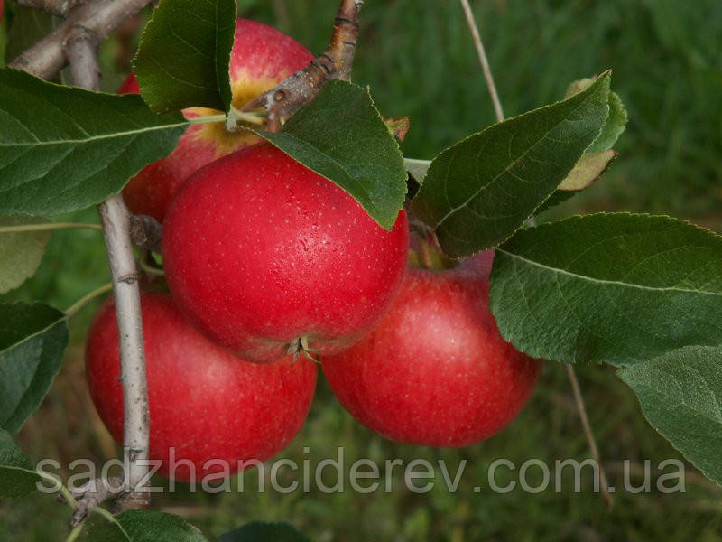 Саджанці яблунь Рубінола