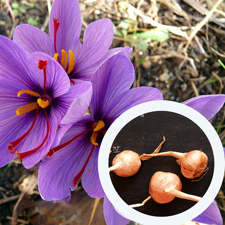 Цибулини шафрану (шафрановий крокус)