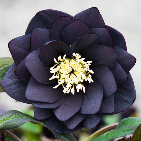 Морозник Double black (Махровий чорний)