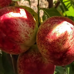 Нектарин "Септембер Квін" (пізній, невибагливий, великоплідний)