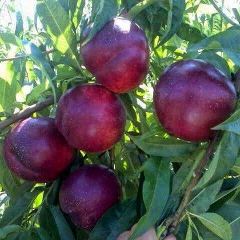 Нектарин "Біг Топ" (середній, зимовостійкий, великоплідний), фото 1