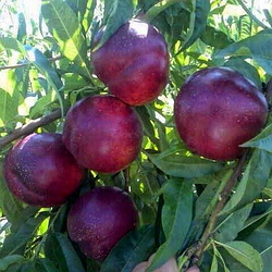 Нектарин "Біг Топ" (середній, зимовостійкий, великоплідний)