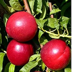 Нектарин "Харко" (середній термін дозрівання)