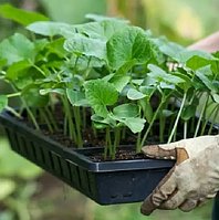 Касети для розсади