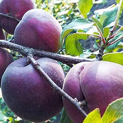 Абрикос "Шлор Циран" (низькорослий в порівнянні з іншими)