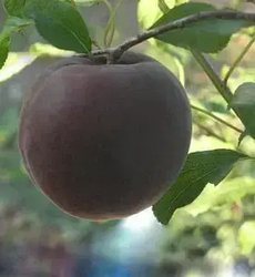 Чорний абрикос "Монарезі" (сорт гібридної селекції,виведений в Бельгії)