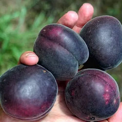 ЧОРНИЙ АБРИКОС (+АЛИЧА) "ЧОРНИЙ БАРХАТ"