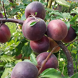 Абрикос "Чорний Персиковий" (абрикос+алича, пізній термін дозрівання)