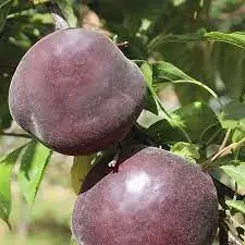 Абрикос "Чорний Принц" (абрикос +алича, середній термін дозрівання)