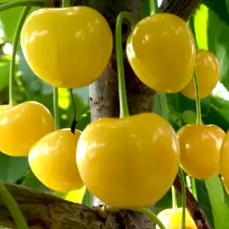 Вишня яскраво-жовта "Мрії Імператора" (вишнево-черешневий гібрид), фото 1