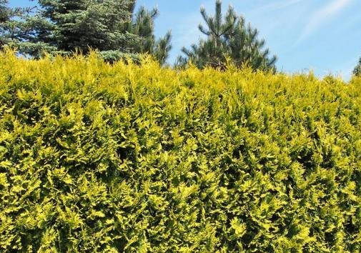 Туя західна Golden Brabant на живопліт 2 річна, Туя западная Голден Брабант, Thuja оccidentalis Golden Brabant, фото 1