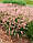 Пеннісетум рожевий, фото 2