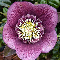 Морозник Anemone Red White Edge (Анемона червона з білим краєм)